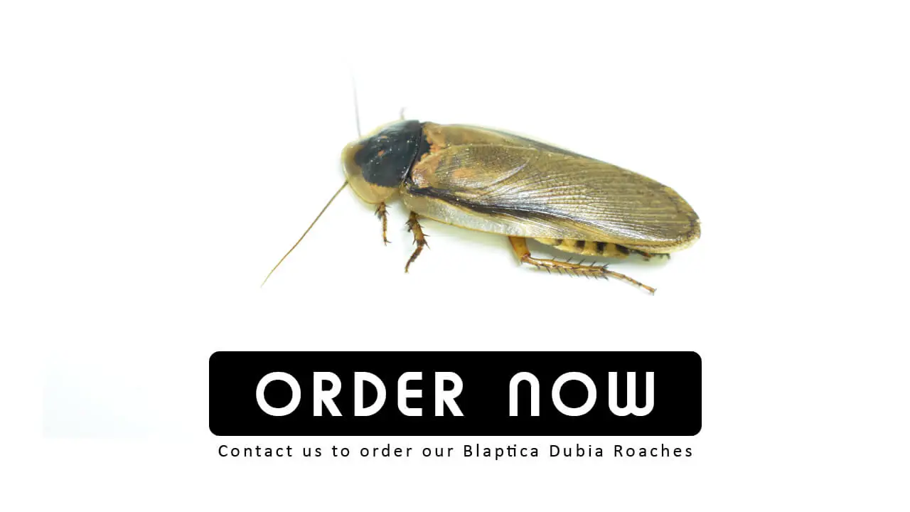 Order dubia roach now