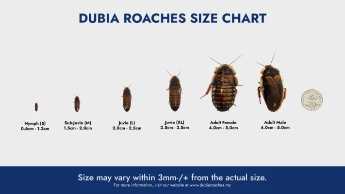 Dubia Roach Size Chart
